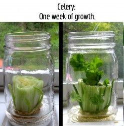 celery leftovers
